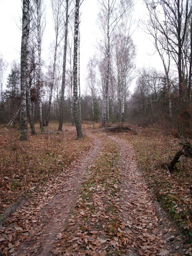 Мохначка - Мохначка
