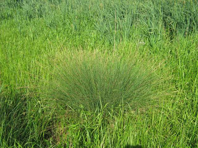 с інгуло камянка - Інгуло-Кам'янка