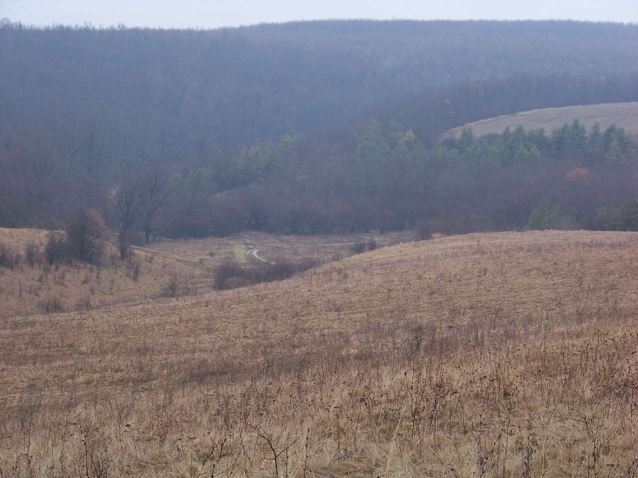 1 - Палійове