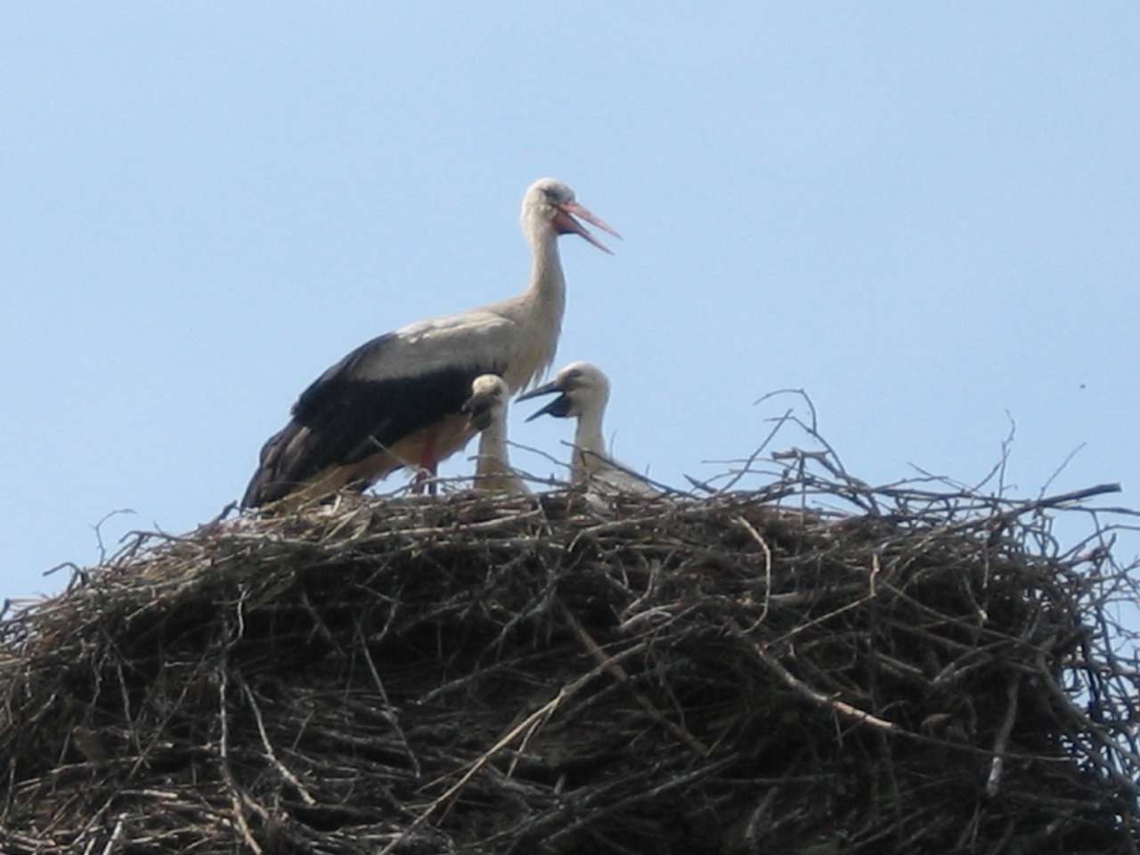 Великі Деревичі - Великі Деревичі