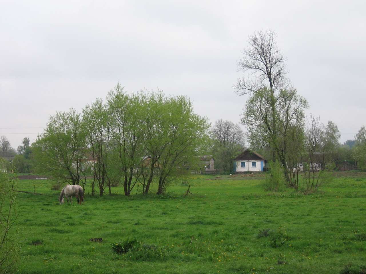 Великі Деревичі - Velyki Derevychi