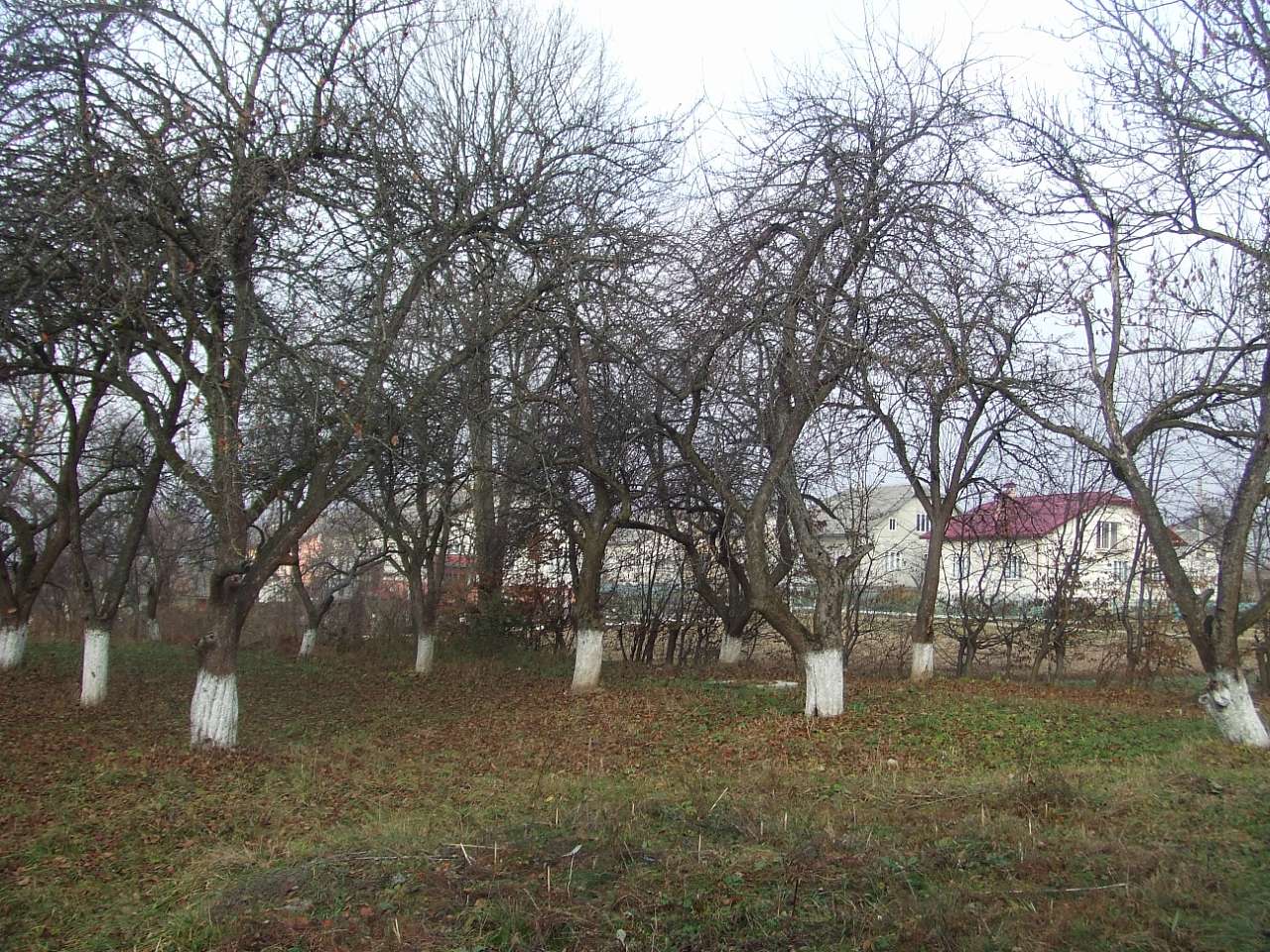 краєвид - Stankiv