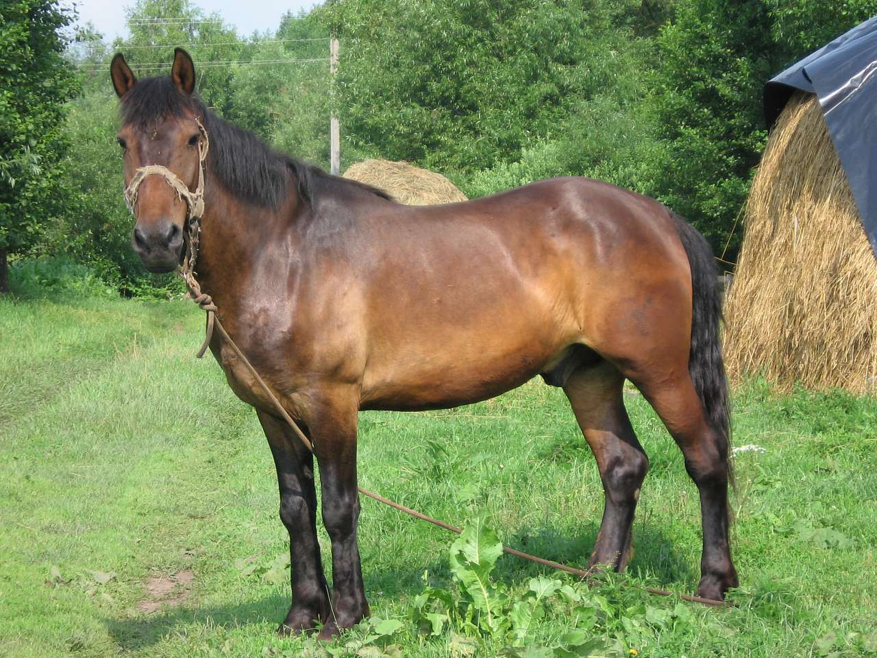 Великі Деревичі - Великі Деревичі