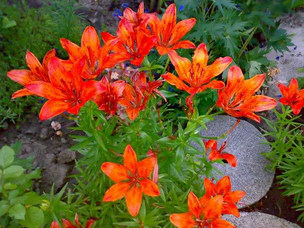 Санжариха - Санжариха