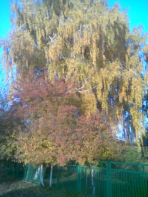 Квіти - Шклинь