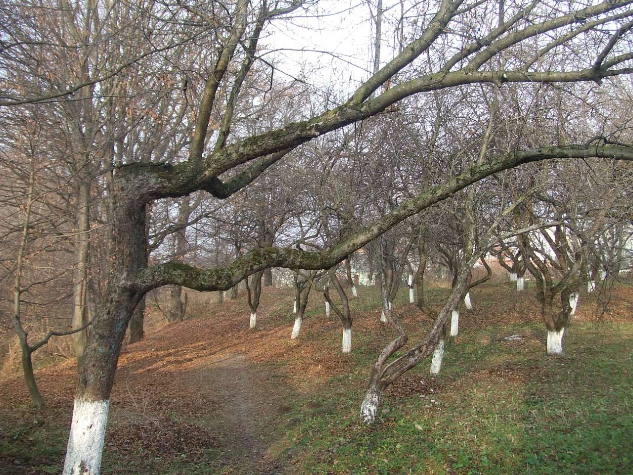 краєвид - Stankiv