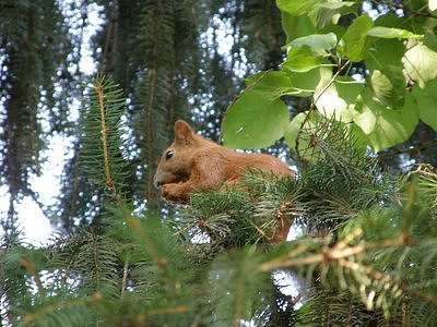 ***Природа*** - Бабчинцы