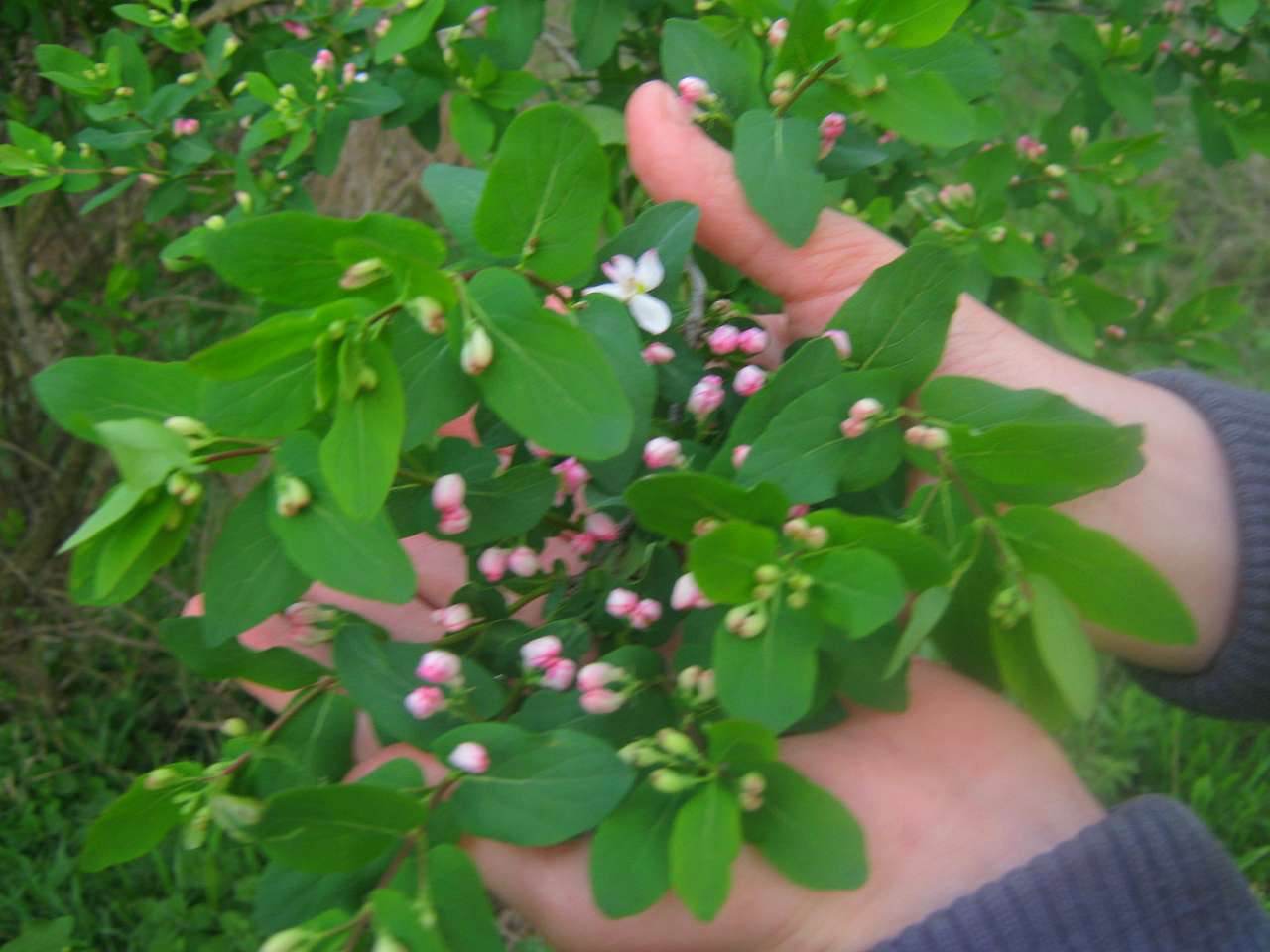 с інгуло камянка - Ingulo-Kamyanka