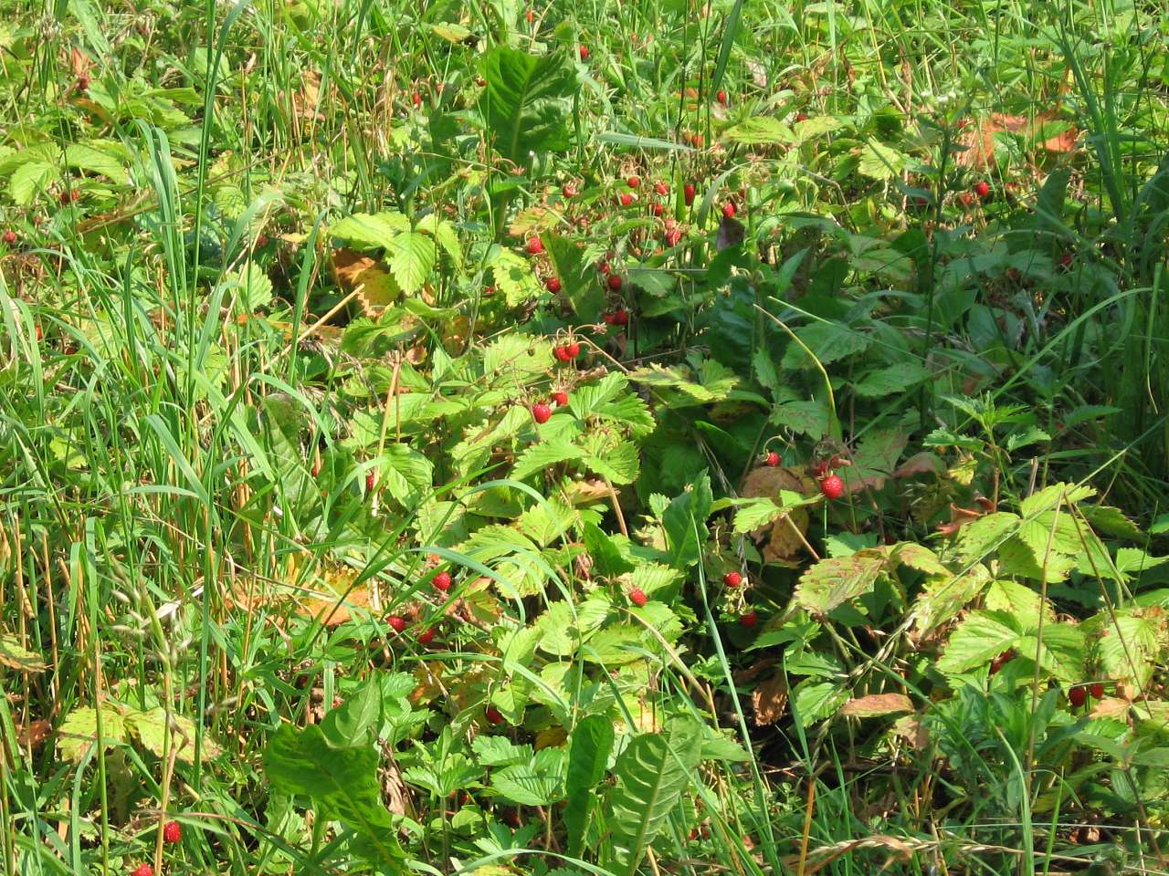 Великі Деревичі - Великі Деревичі