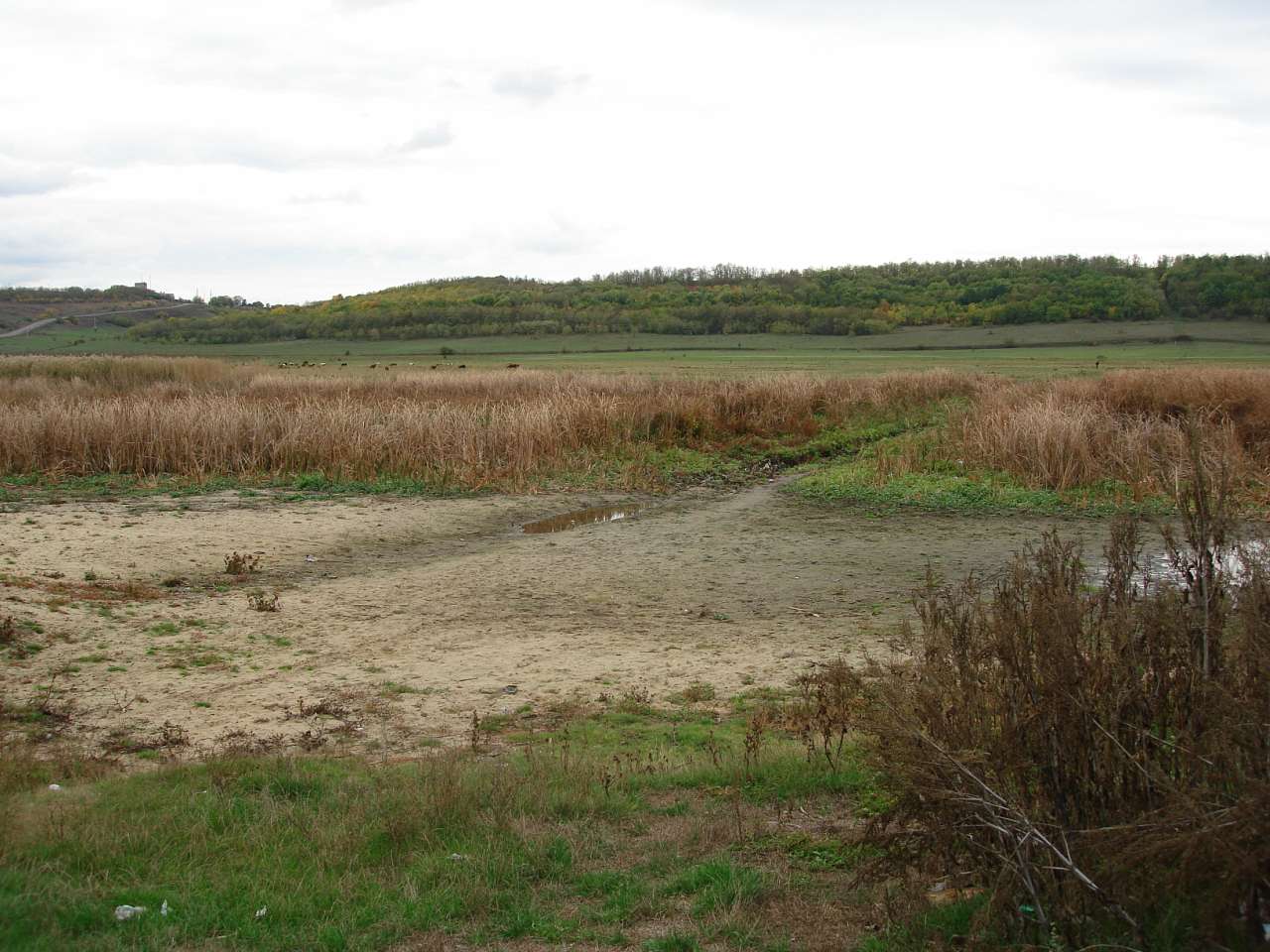 Березкиленд - Берізки