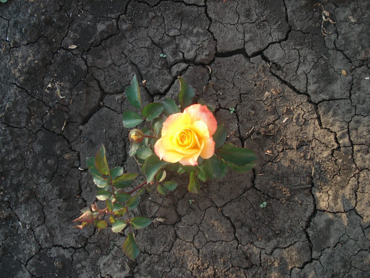 - - Багатківці