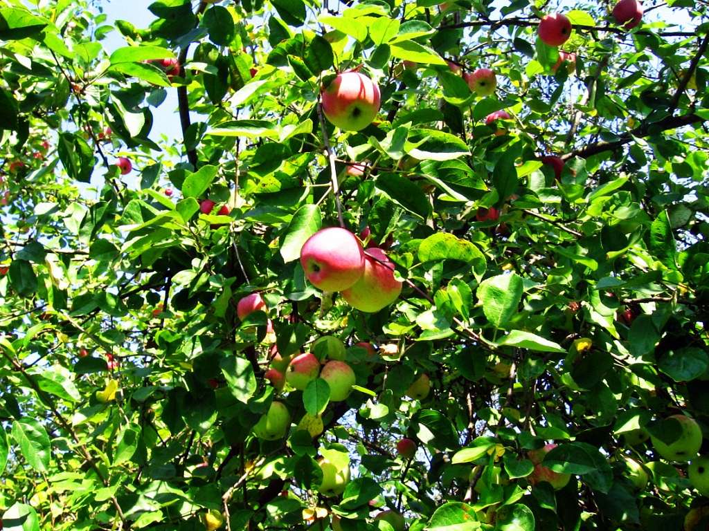 Літо-осінь - Владична