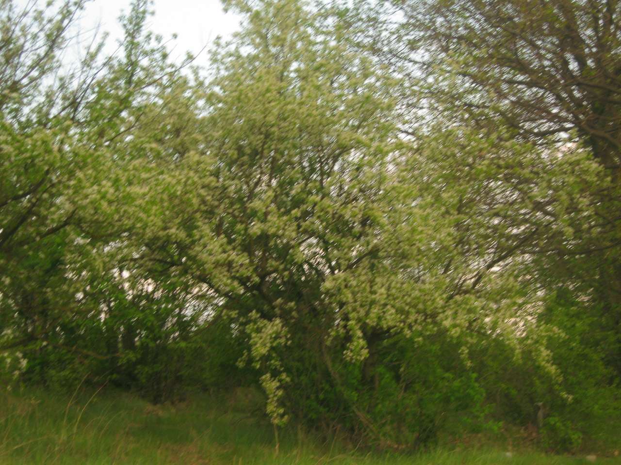 с інгуло камянка - Ingulo-Kamyanka
