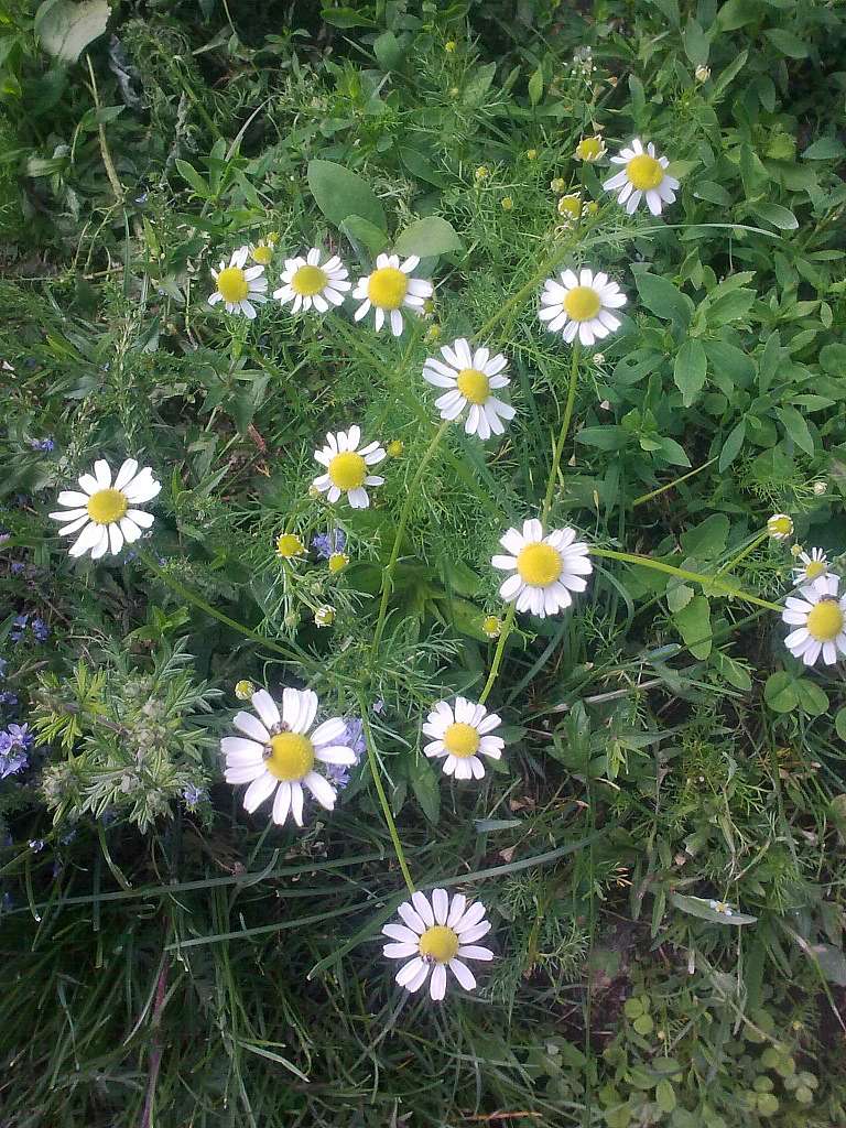 Санжариха - Санжариха