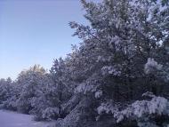 Миляч - Останні фото