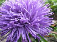 Краса рідного села