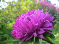 Краса рідного села