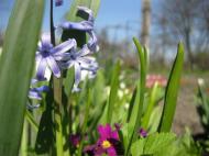 Краса рідного села