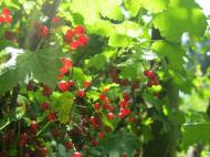 Краса рідного села