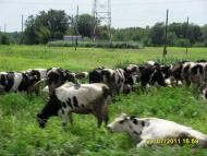 Весёлая Долина