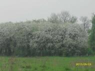 моє рідне село