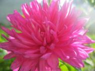 Краса рідного села