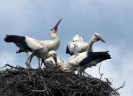 Природа края