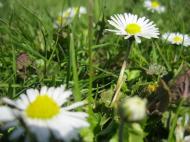 Краса рідного села