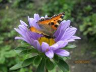 Краса рідного села