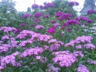 Краса рідного села