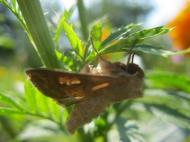 Краса рідного села