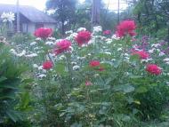 Краса рідного села