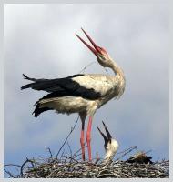 Природа края