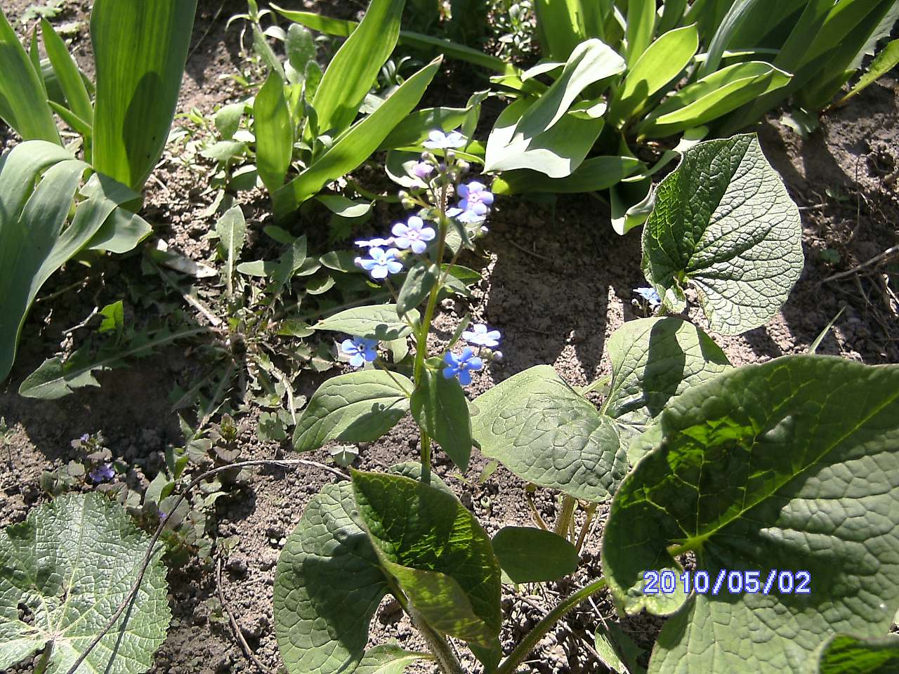 Весна в Зеленьках - Зеленьки