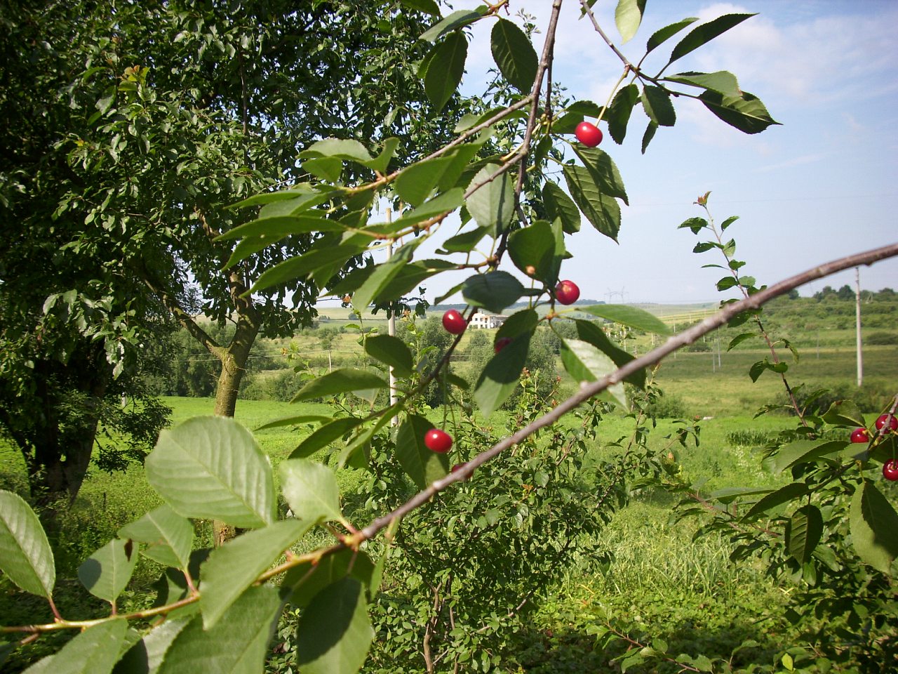 сарники - Sarnyky