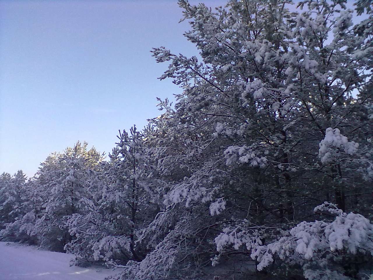 Зима 2011 - 2012. - Миляч