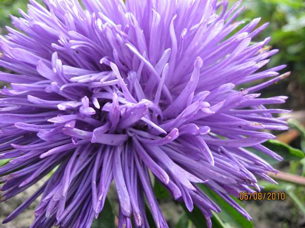 Краса рідного села - Велика Білина