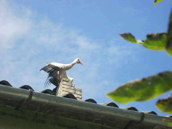 Краса рідного села - Велика Білина