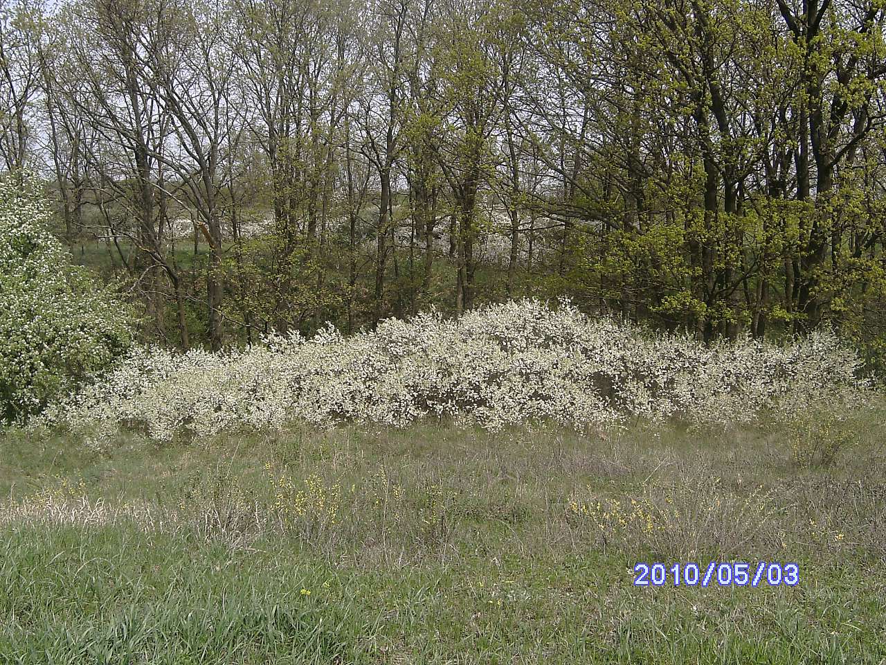 Весна в Зеленьках - Зеленьки