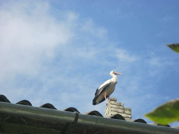 Краса рідного села - Велика Білина