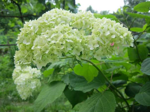 Краса рідного села - Велика Білина