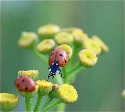 Природа края - Верхняя Мануйловка