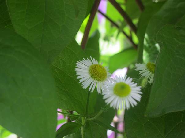 Краса рідного села - Велика Білина