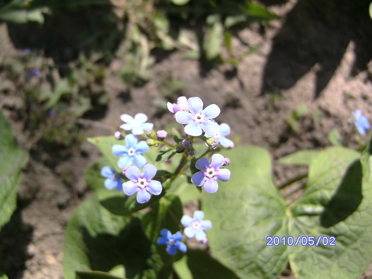 Весна в Зеленьках - Зеленьки