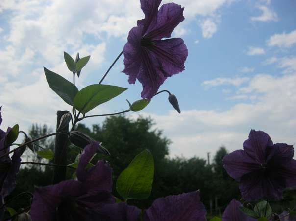 Краса рідного села - Велика Білина