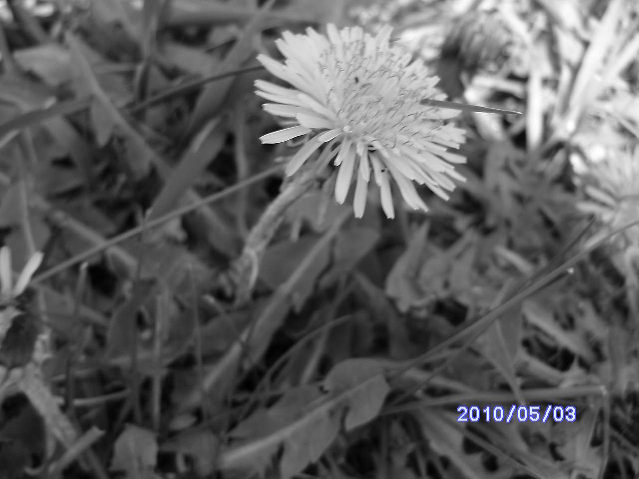 Весна в Зеленьках - Зеленьки