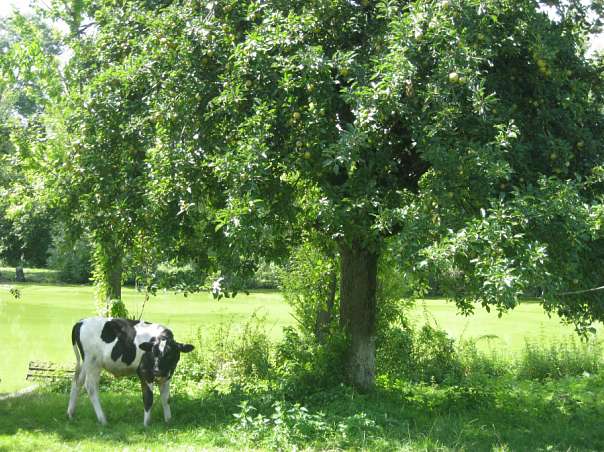 Краса рідного села - Велика Білина