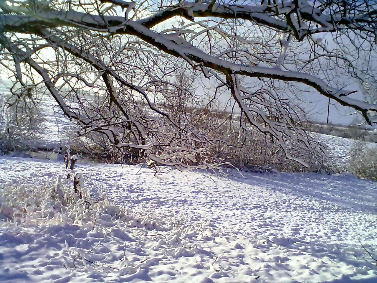 Зима 2011 - 2012. - Миляч