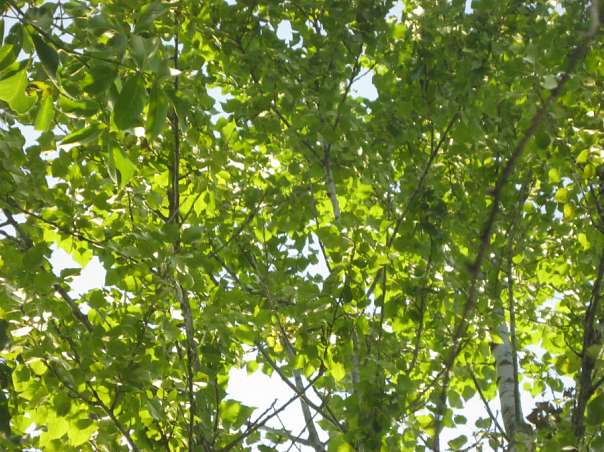 Краса рідного села - Велика Білина