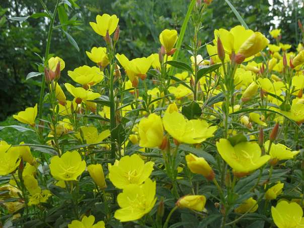 Краса рідного села - Велика Білина